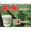 济宁市微山县温室菌肥有机蔬菜专用18660827035